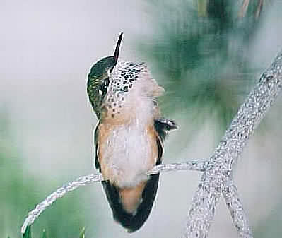 Broad-Tailed Hummingbird