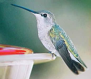 Black-chinned Hummingbird