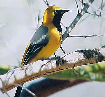 Hooded Oriole