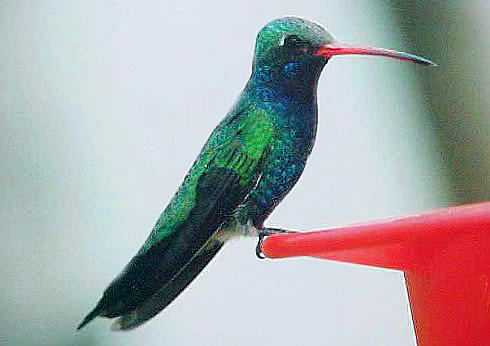 Broad-billed Hummingbird