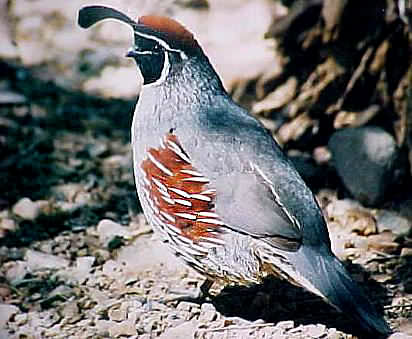 Gambels Quail