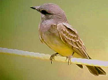 Western Kingbird