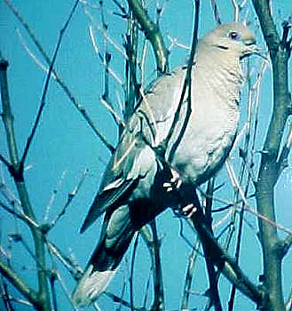 White winged Dove