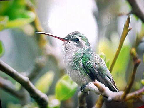 Female broad_billed hummingbird