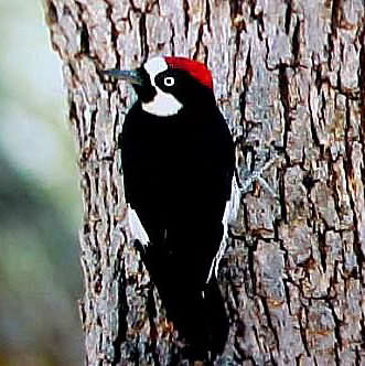 Acorn woodpecker