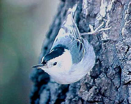 White breasted nuthatch