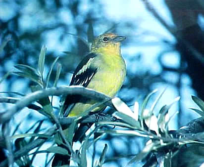 Western Tanager