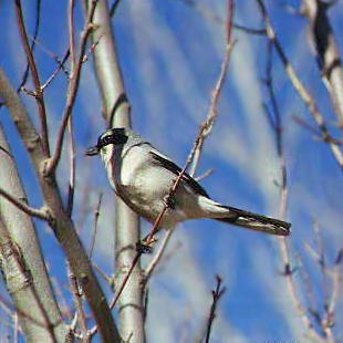 Loggerhead Shrike