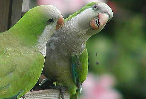 Sloppy Eating Parrots