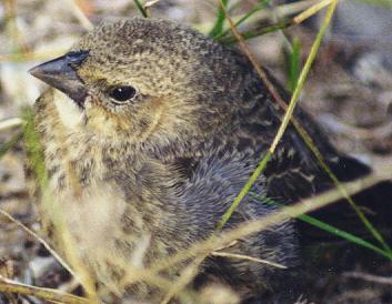 Fledgling Cowbird 