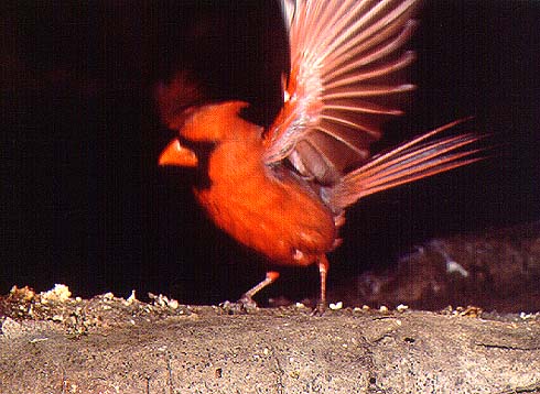 Cardinal Action