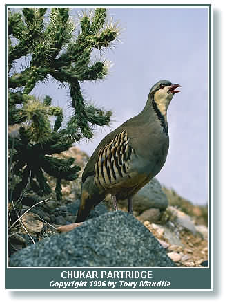 Chukar-TM