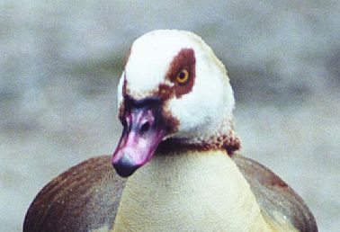 Egyptian Goose