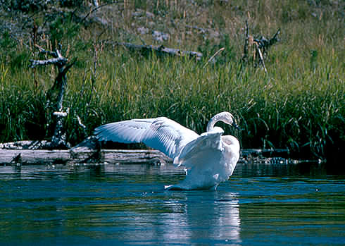 Trumpeter Swan3-TM