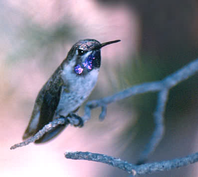 Black-Chinned Hummer-TM