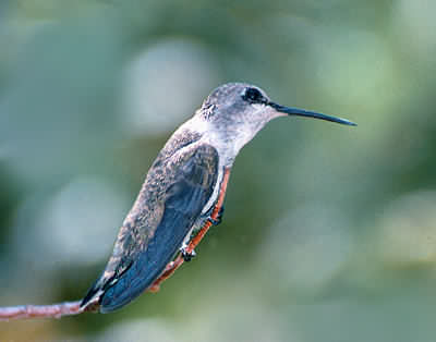 Black-chinned female-TM