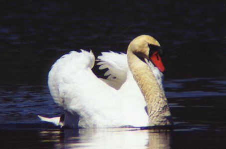 Mute Swan sailing