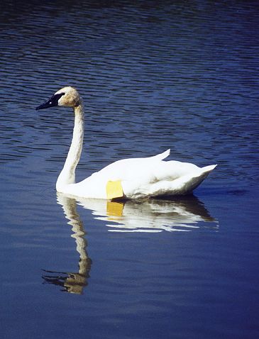 Trumpeter Swan