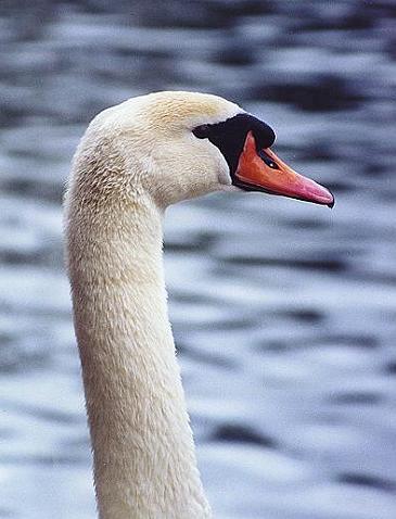 Mute Swan head closeup