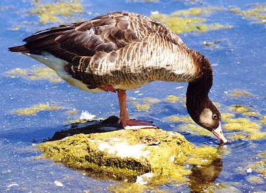 Graylag Goose