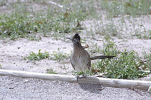 Greater RoadRunner