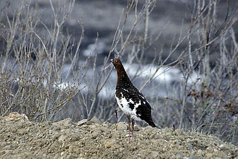 Willow Ptarmigan