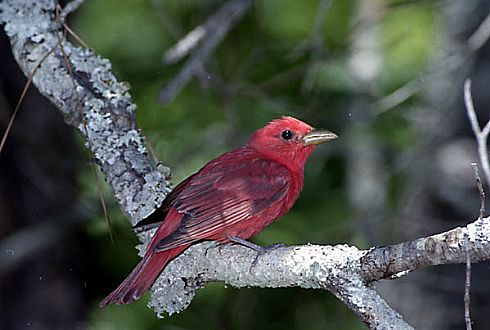 Summer Tanager