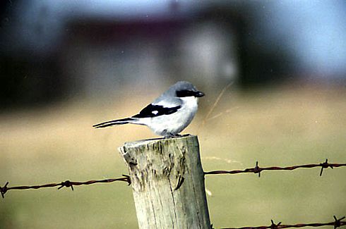 Loggerhead Shrike