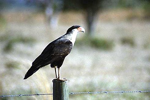 Crested Caracara