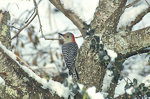 Red Bellied Woodpecker