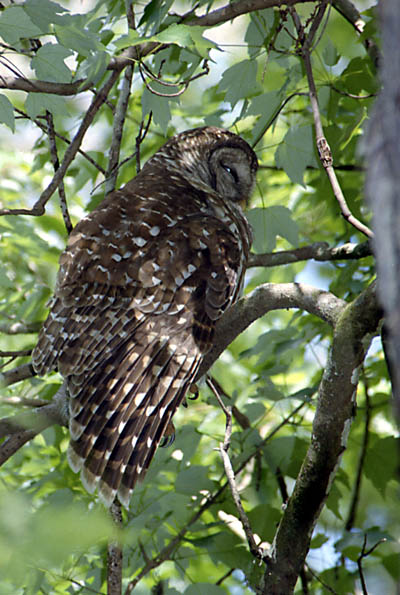 Florida Barred Owl
