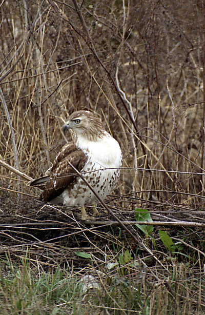 Immature Red tail hawk