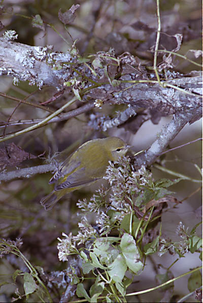 Tennessee Warbler