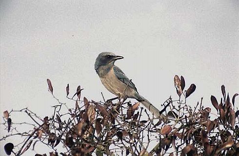 Florida Scrub Jay