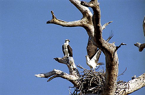 Pair of Ospreys