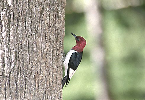 Red Headed Woodpecker