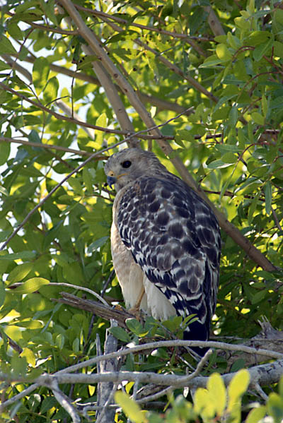 Red Shouldered Hawk