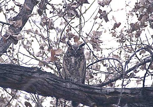 Great Horned Owl