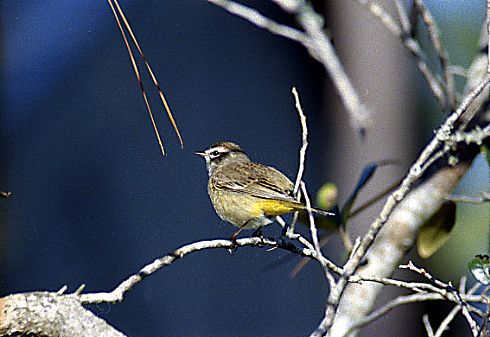 Palm warbler