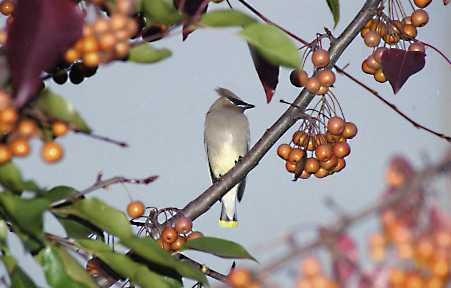 Cedar Waxwing