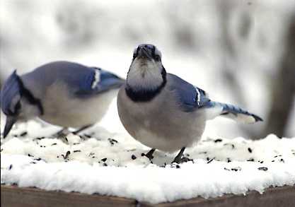 Blue Jay with attitude