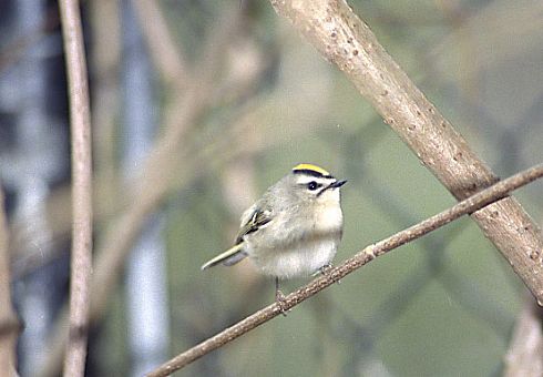 Golden Crown Kinglet