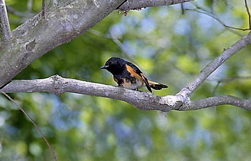 Male American Redstart