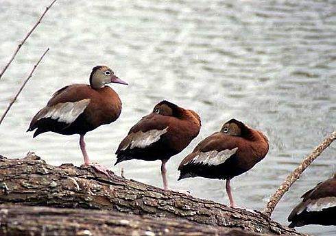 Black bellied Whistling ducks