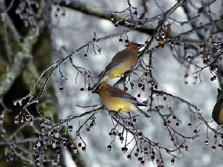 Cedar Waxwing #2