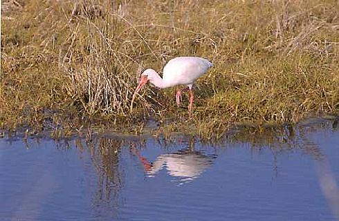 White Ibis