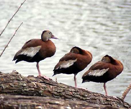 Black Bellied Whistling Ducks#2