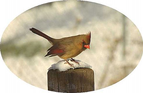 Female cardinal in Snow