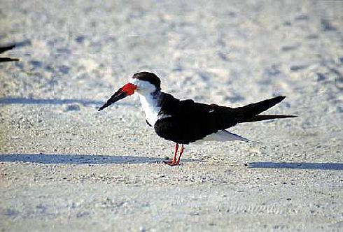 Black Skimmer