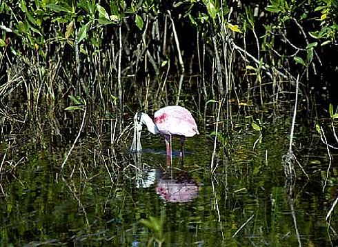 Roseate SpoonBill